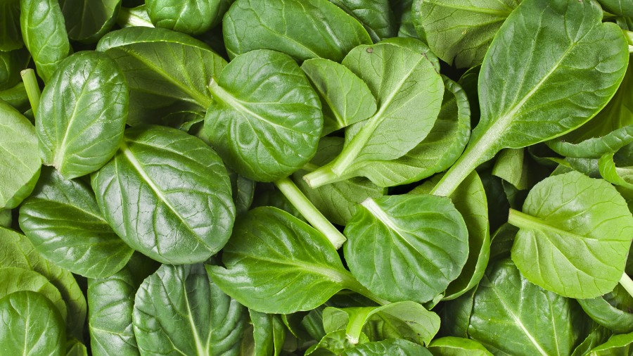 spinach-900x506