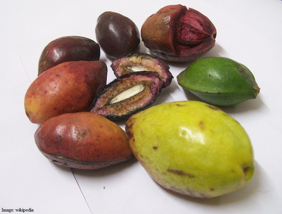 Terminalia_catappa_fruits_at_various_stages_of_ripeness-1 (1)